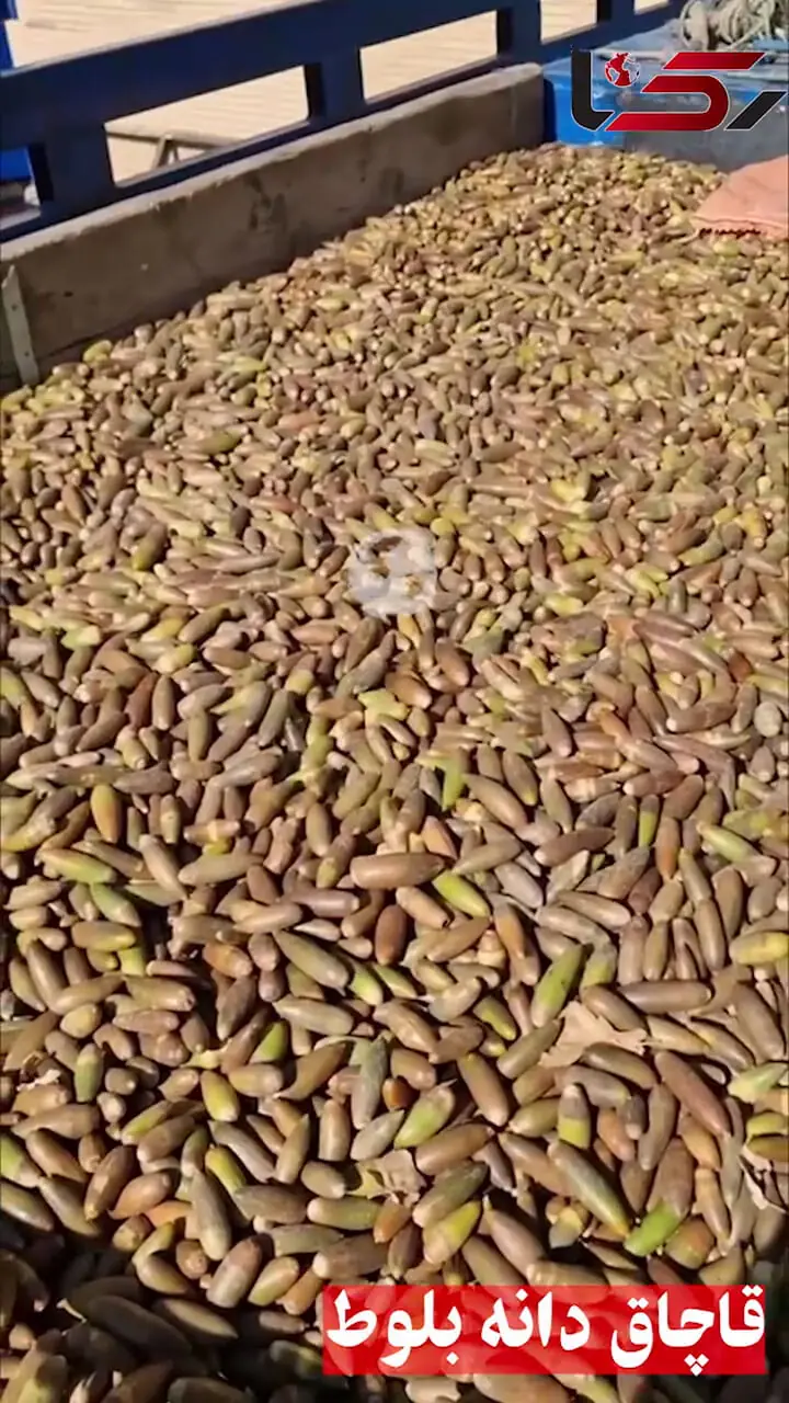 قاچاق گسترده بذر بلوط زاگرس در سمیرم لو رفت؛ سه نیسان پر از «آینده جنگل‌ها» توقیف شد + فیلم