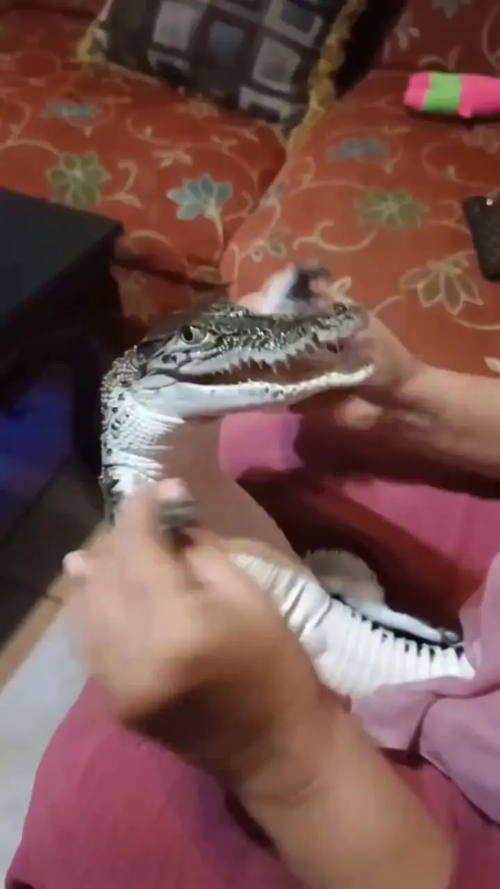 فیلم تمساح لوس در دستان مادربزرگ