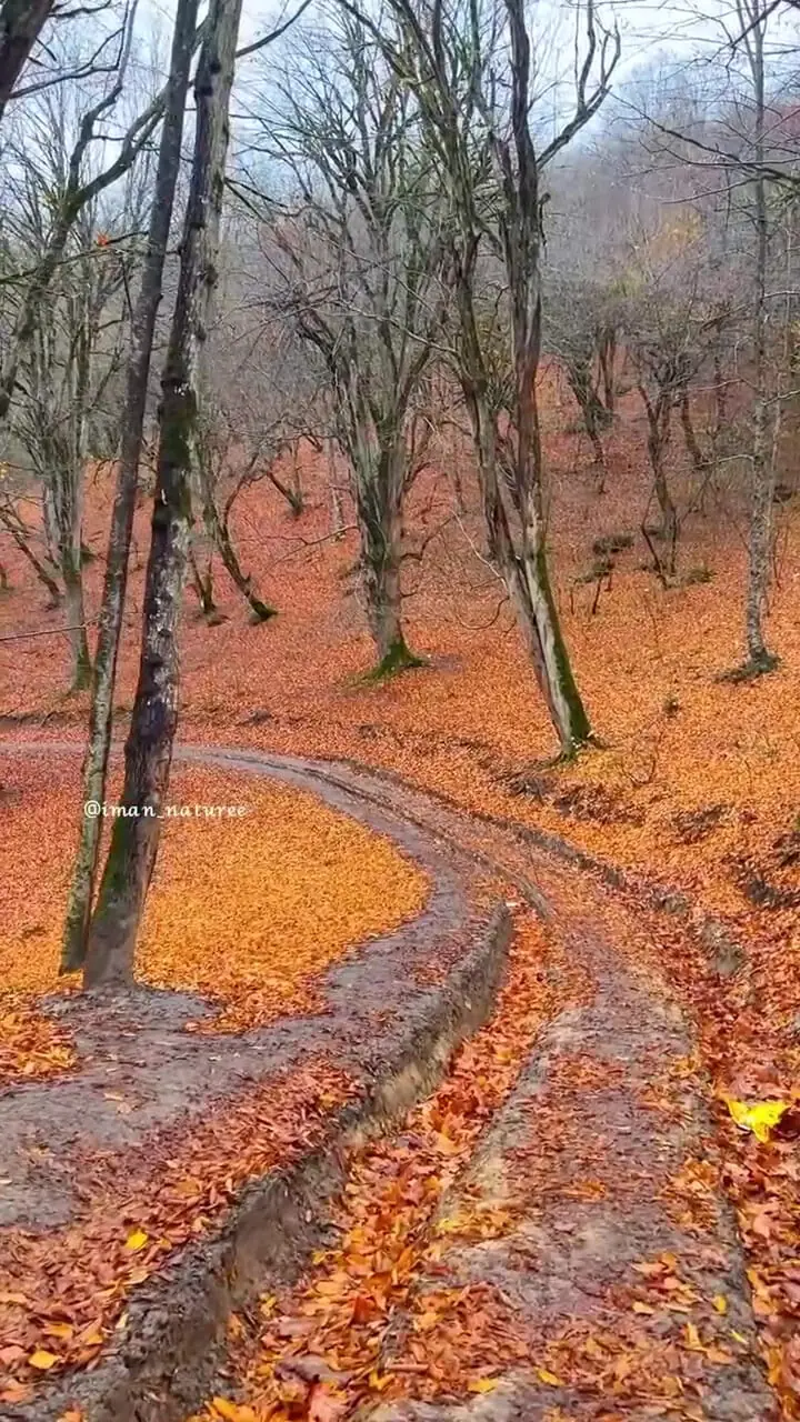 فیلم مناظر پاییزی روستای چورت ساری