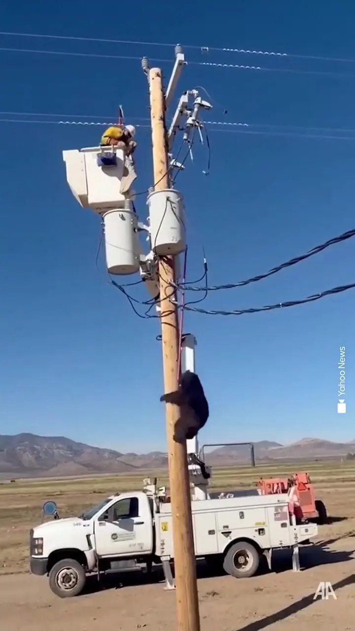 فیلم اقدام شجاعانه تکنسین برای نجات خرس