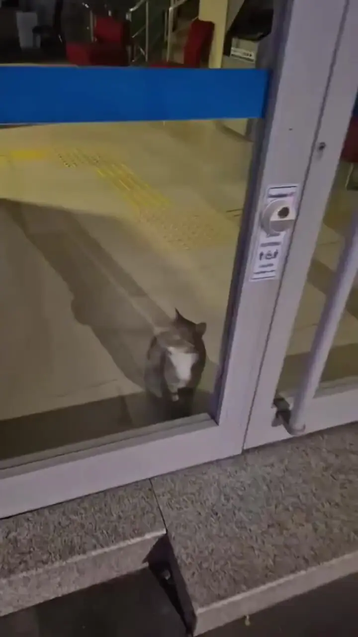 فیلم گربه سارق آژیر بانک را به صدا درآورد