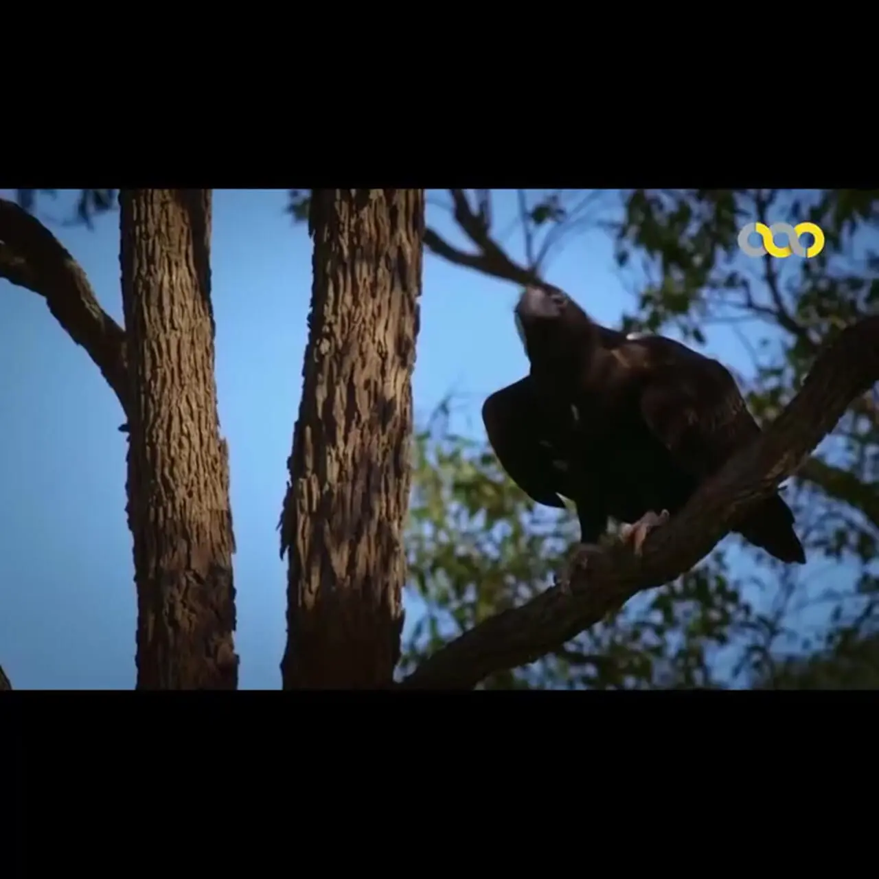 فیلم / مستند کوتاه از عقاب