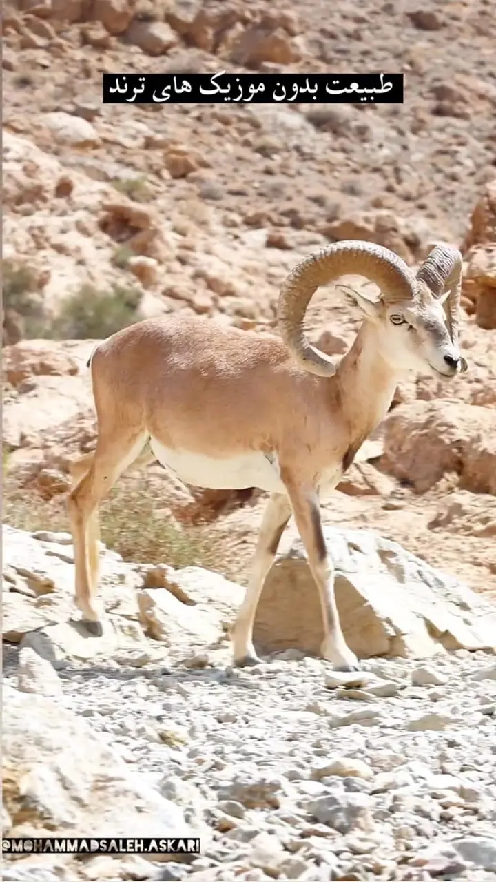 فیلم لحظه زیبای نوشیدن آب توسط قوچ کرمانی