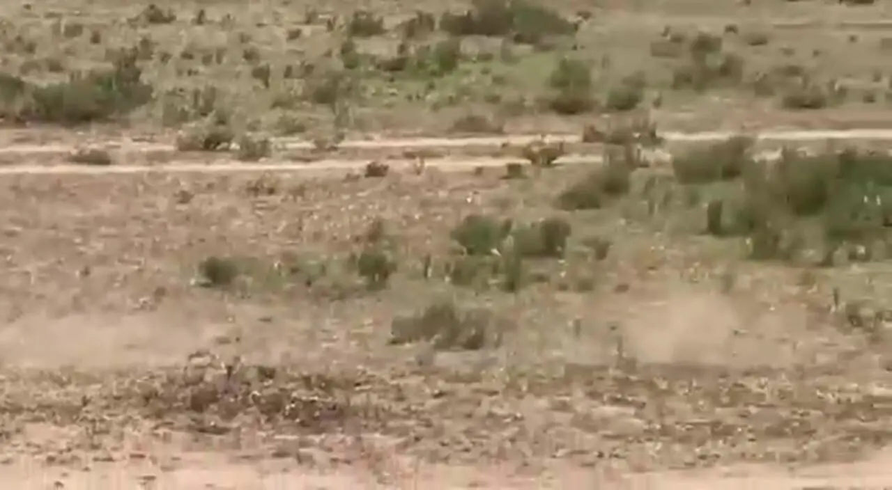 فیلم حمله شجاعانه مادر گراز به پلنگ شکارچی