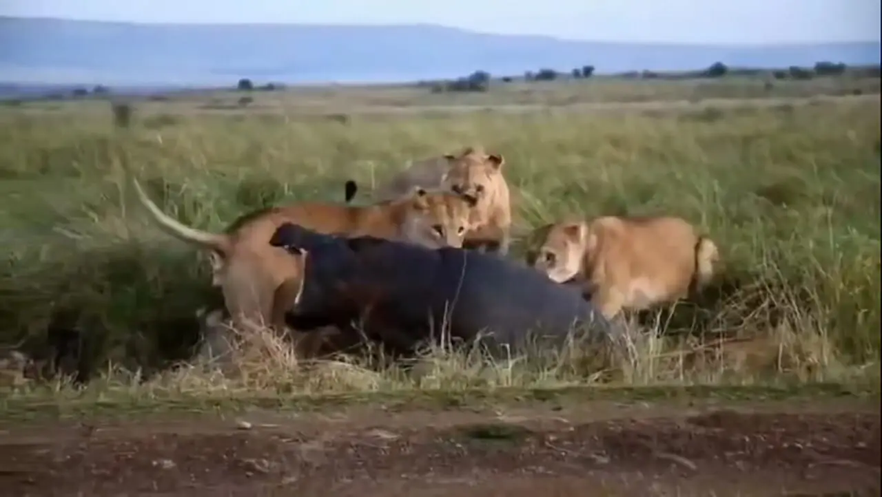 فیلم شکار اسب آبی توسط شیرهای ماده در آفریقا