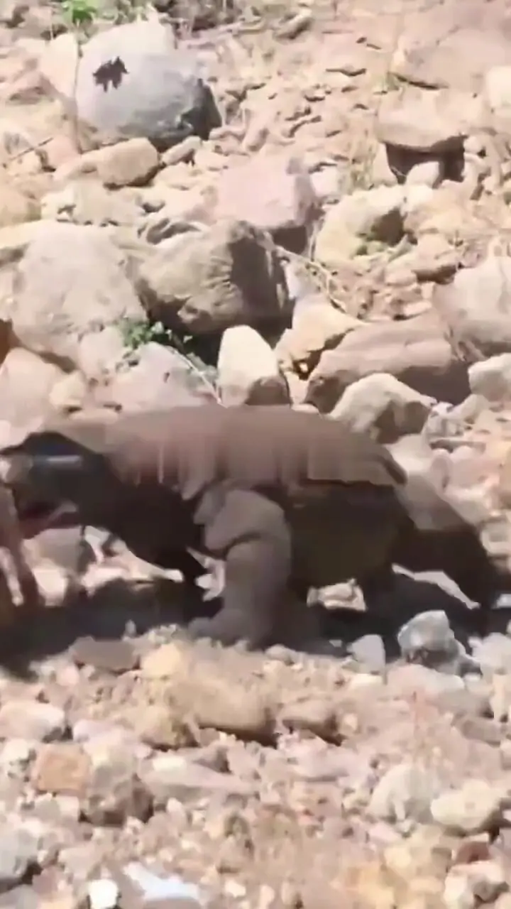 فیلم شکار بزغاله توسط کومودو در طبیعت