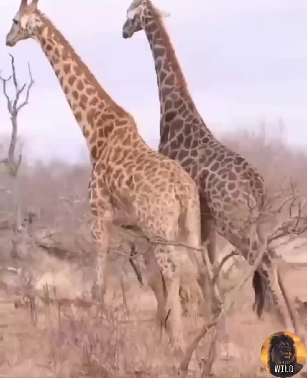 فیلم درگیری شدید زرافه ها