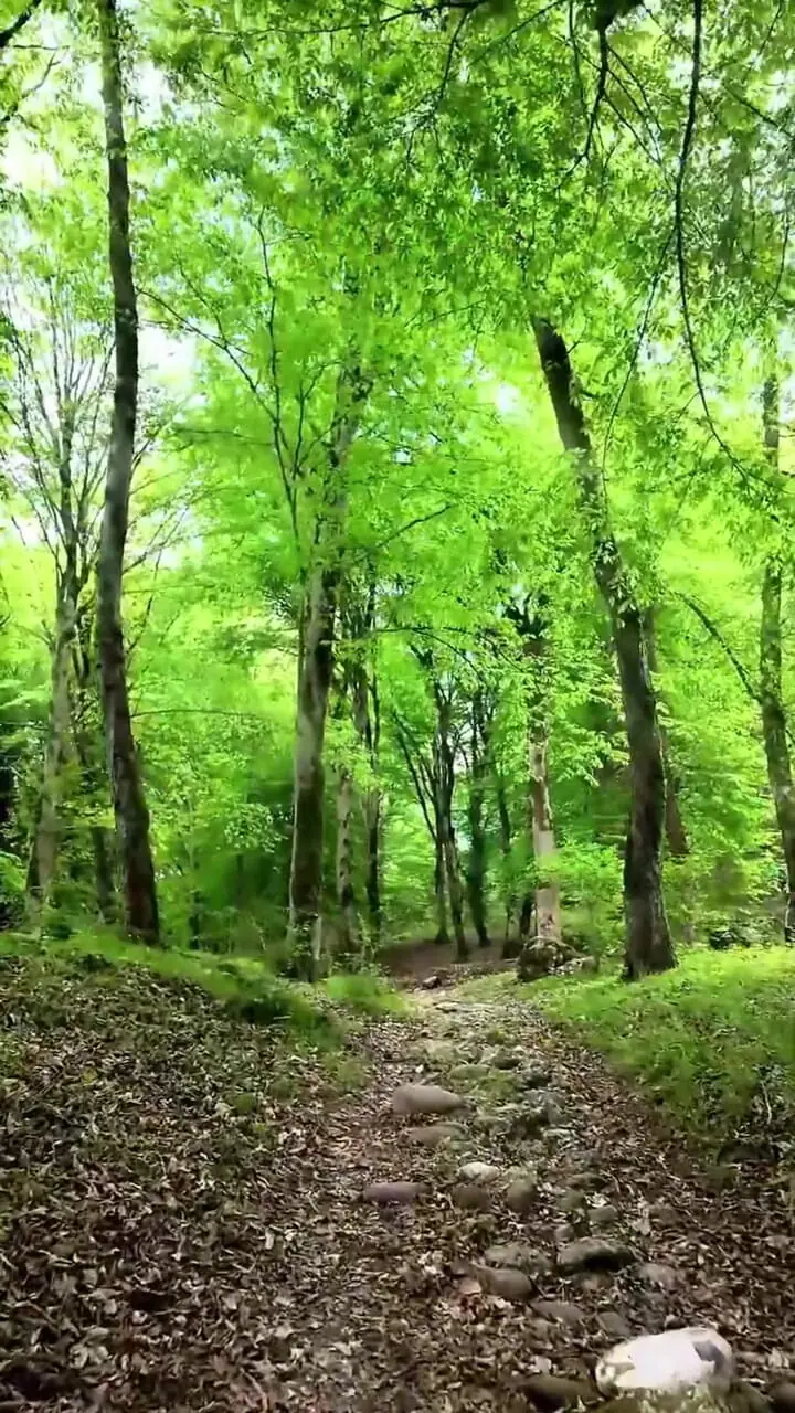 فیلم جنگل دیدنی زیولا در شیرگاه مازندران