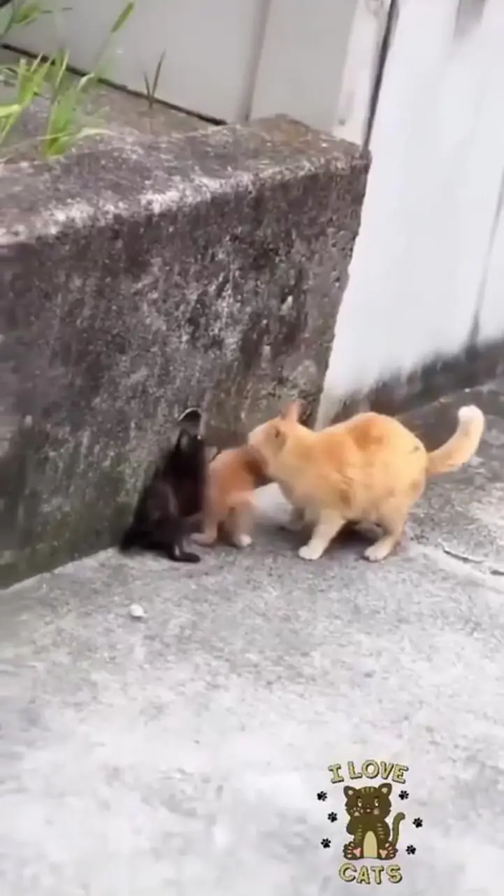 شیطنت‌های بانمک بچه‌گربه‌ها در خانه + فیلم 