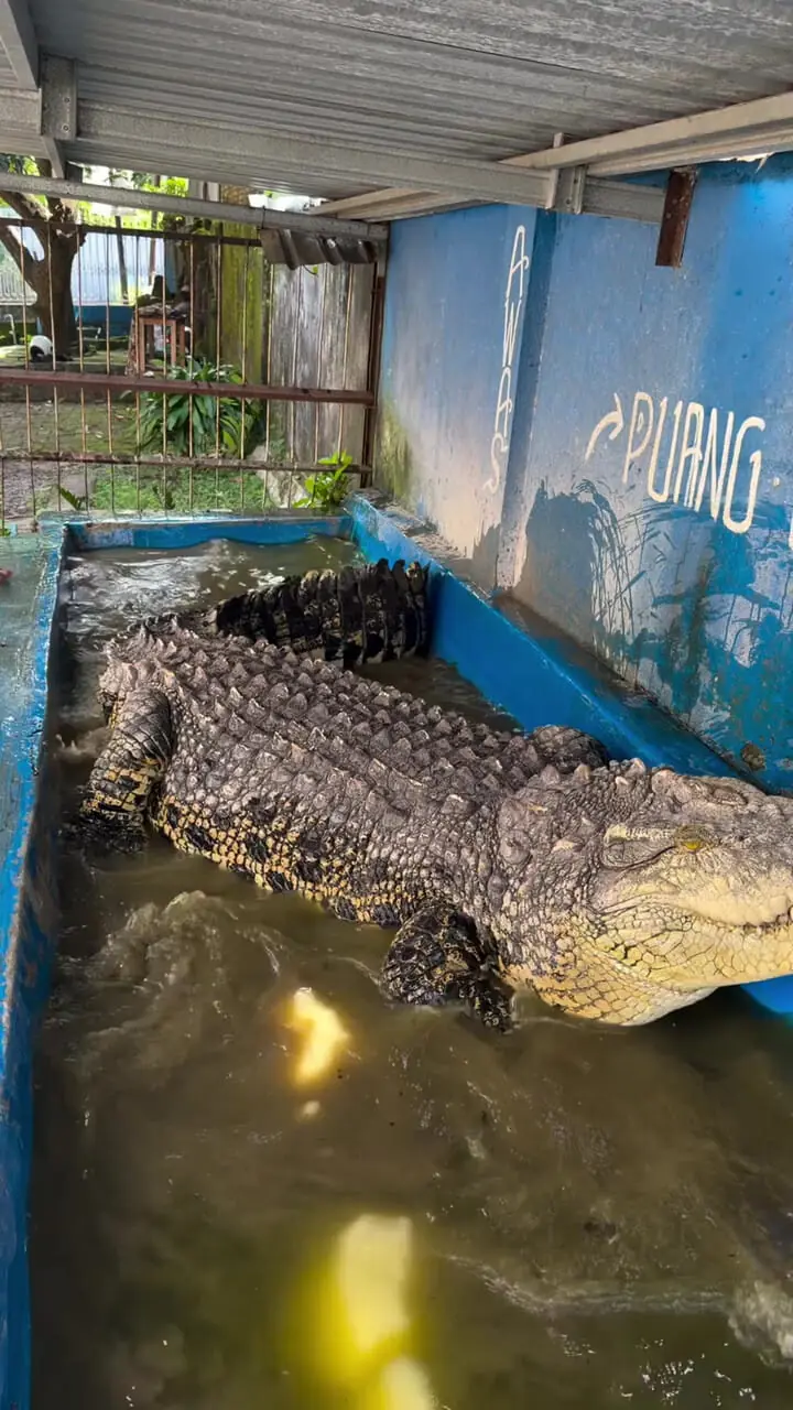 حمله ناگهانی تمساح به مرد ماجراجو هنگام عکس گرفتن + فیلم