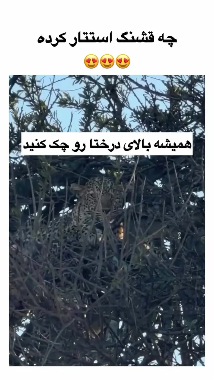 استتار حیرت‌انگیز پلنگ بر بلندای درخت + فیلم 