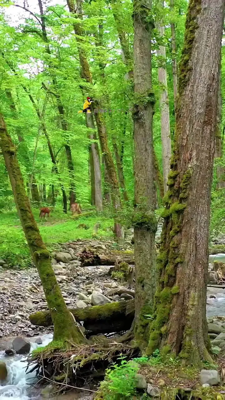 فیلم مسیر جنگلی دیدنی لفور در گالشکلا