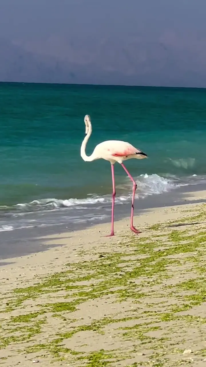 حضور نادر فلامینگو در ساحل جزیره کیش 