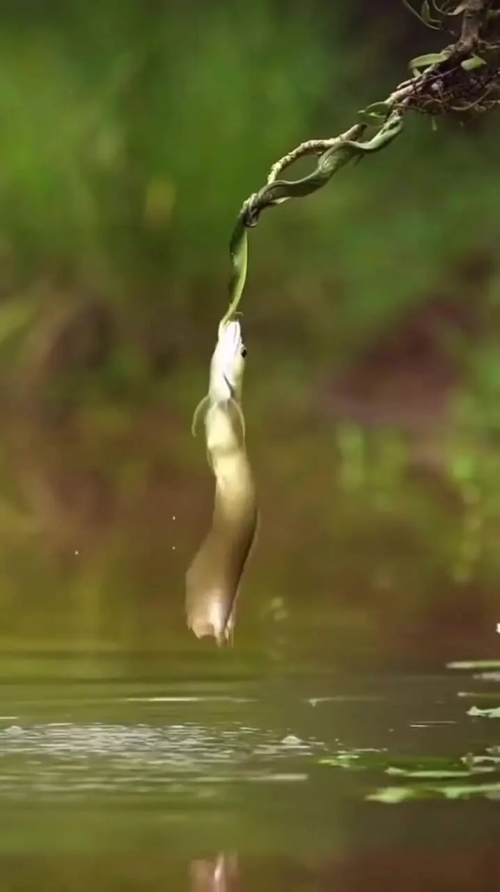 پرش شگفت‌انگیز ماهی برای شکار روی شاخه‌های درخت + فیلم 