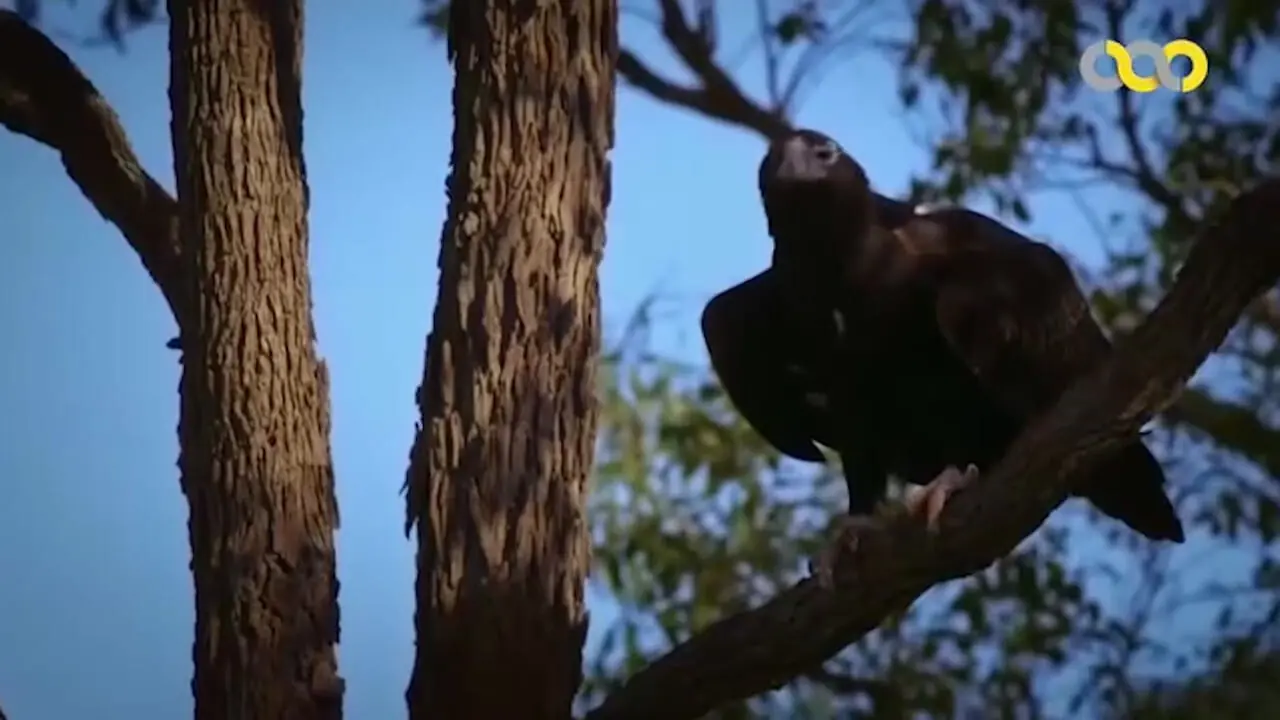 مستندهای تماشایی از جدال شکار و شکارچی در طبیعت + فیلم