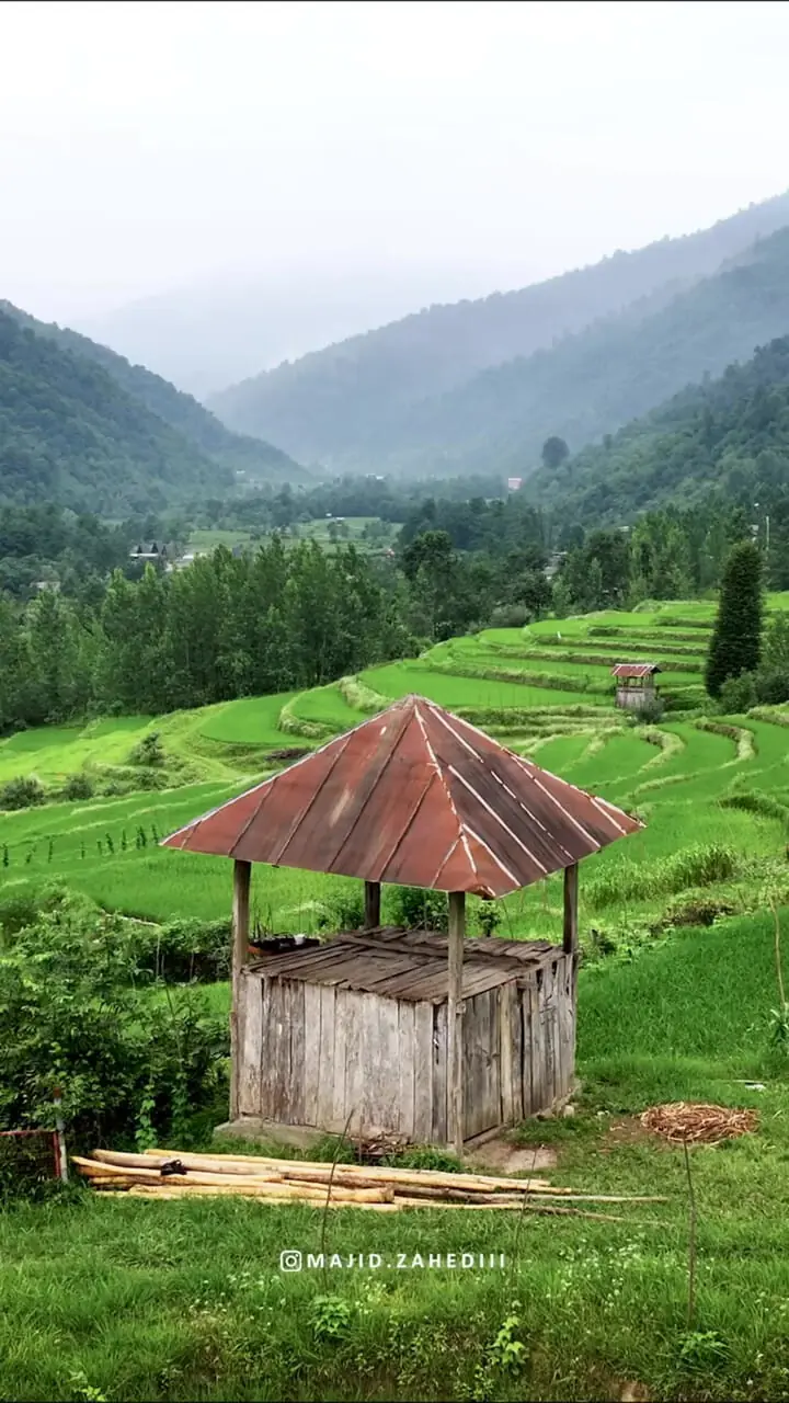 فیلم نمای هوایی خیره‌کننده از شالیزارهای مازندران