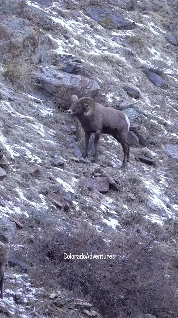 نبرد دیدنی قوچ‌های کوهی در فصل جفت‌یابی + فیلم 