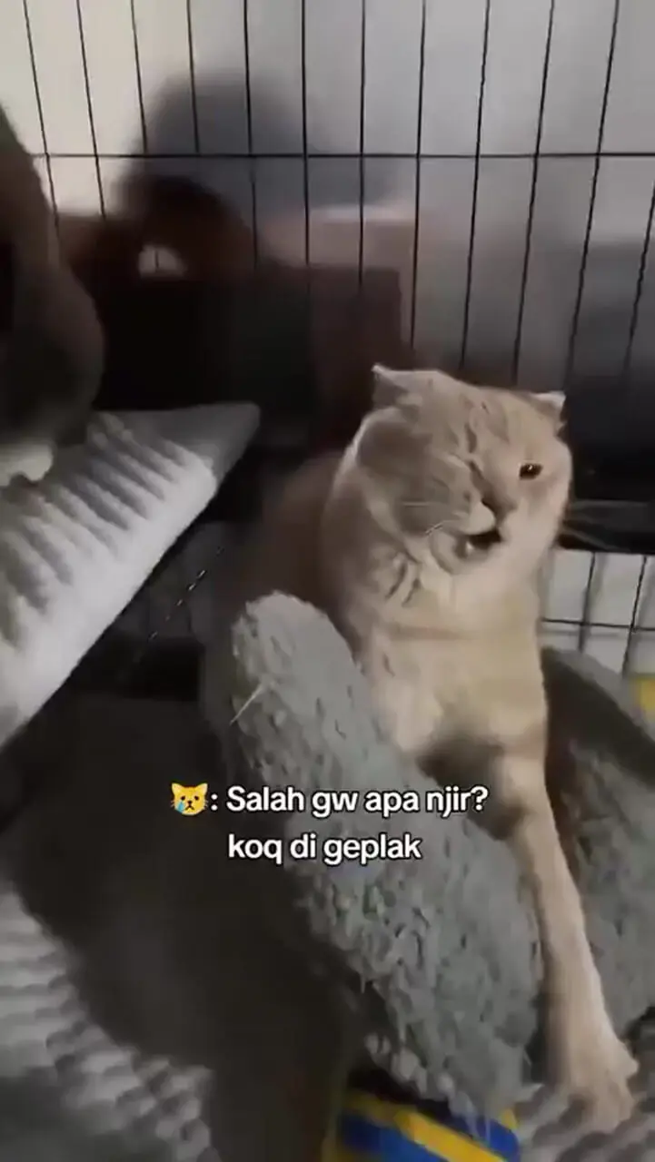 چند صحنه خنده‌دار و بامزه از گربه‌ها + فیلم