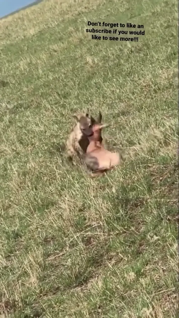 فیلم شکار گوزن شاخ چنگی توسط کفتار