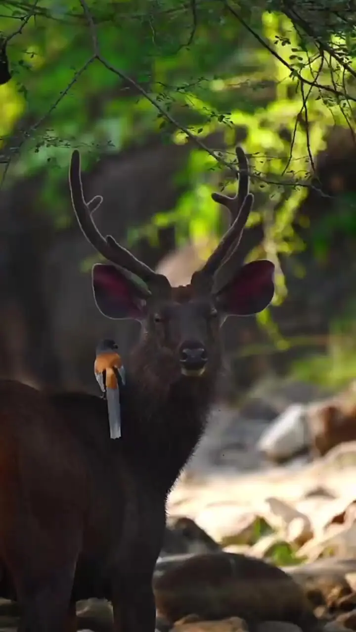 فیلم همزیستی دیدنی پرنده زیبا با گوزن در جنگل