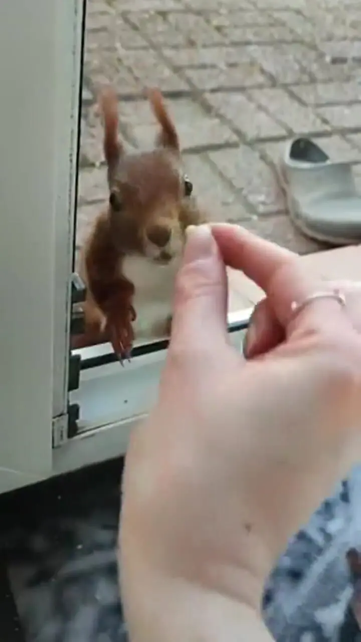 صاحب خانه مهربان با دست به سنجاب گردو می دهد + فیلم با نمک