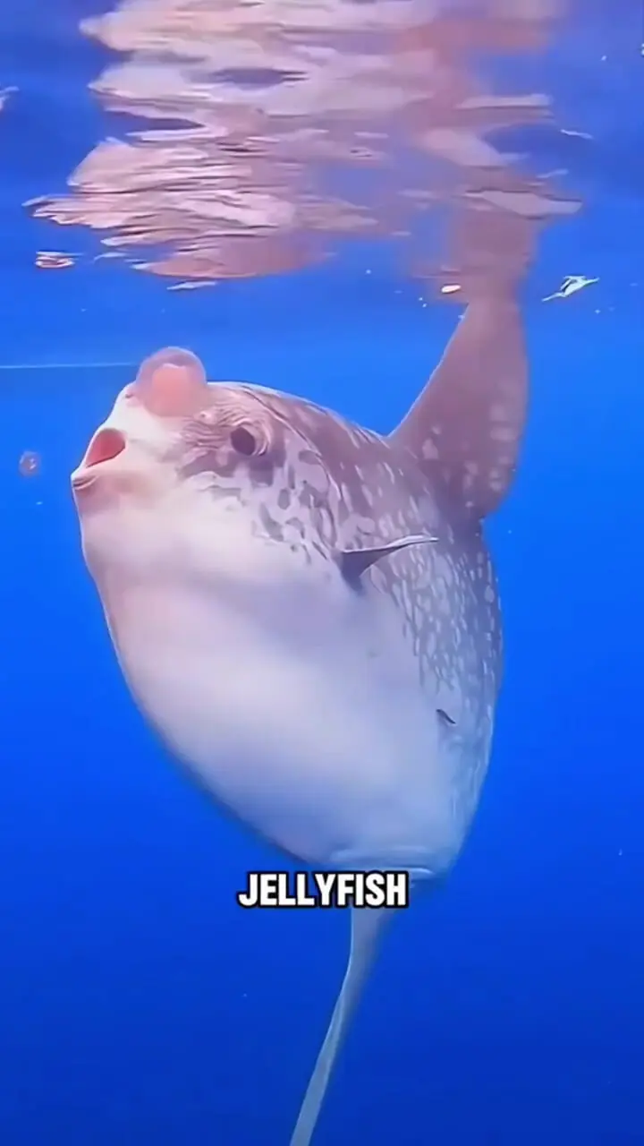 فیلم حقایق شگفت انگیز خورشیدماهی