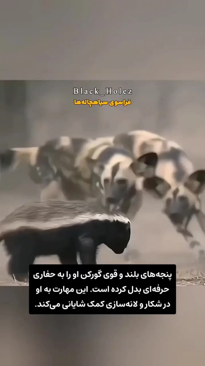 فیلم مستند کوتاه از گورکن عسل خوار