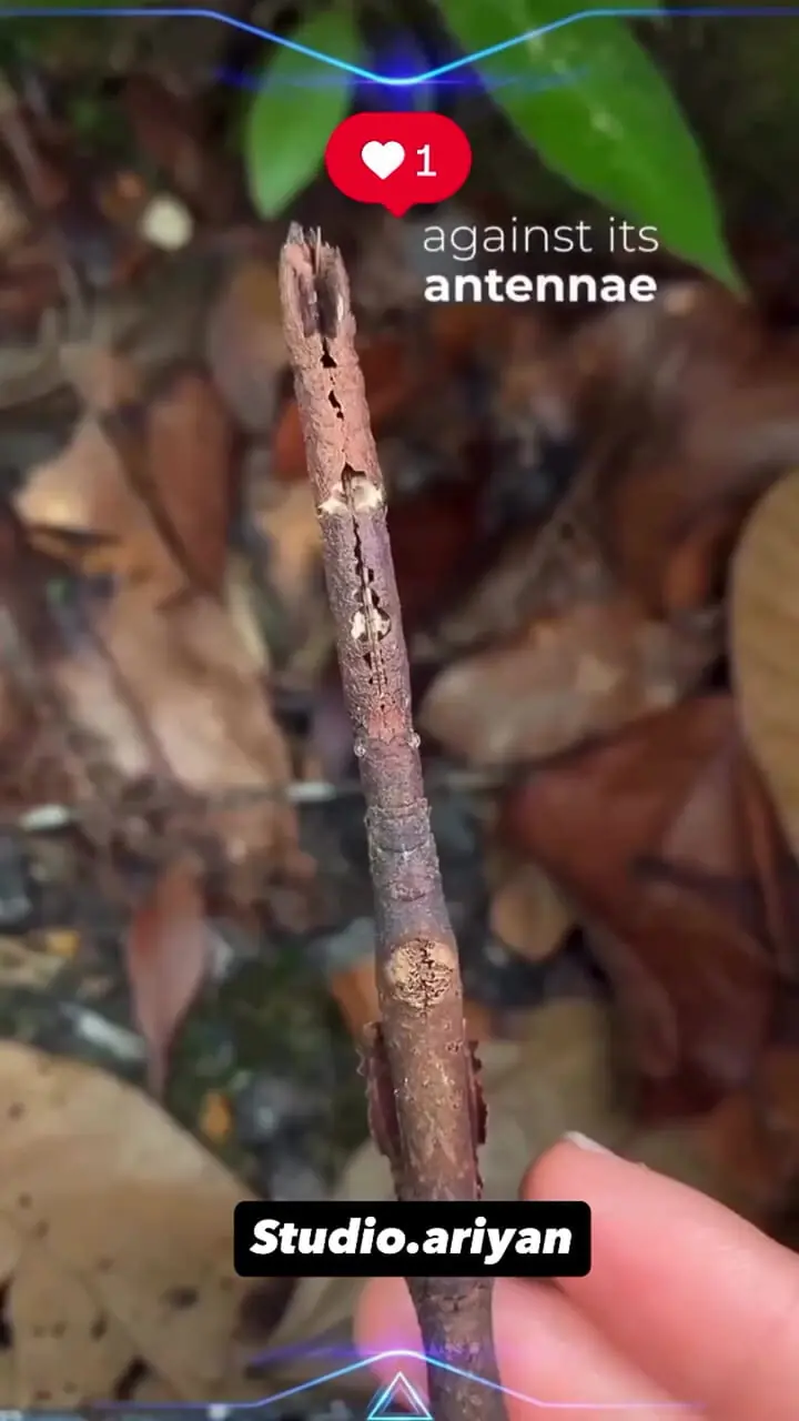 فیلم استتار شگفت‌انگیز هرماگوراس سیگیلاتوس شبیه چوب خشک