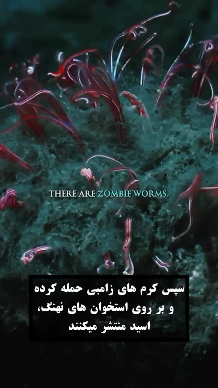 فیلم آخرین وداع نهنگ آبی با اقیانوس