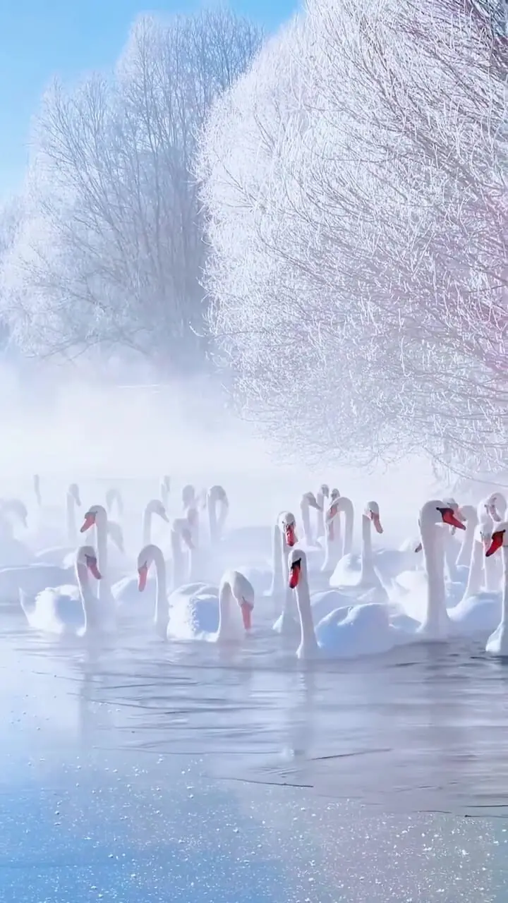 فیلم زیبایی حیرت انگیز قوها در آب سرد رودخانه