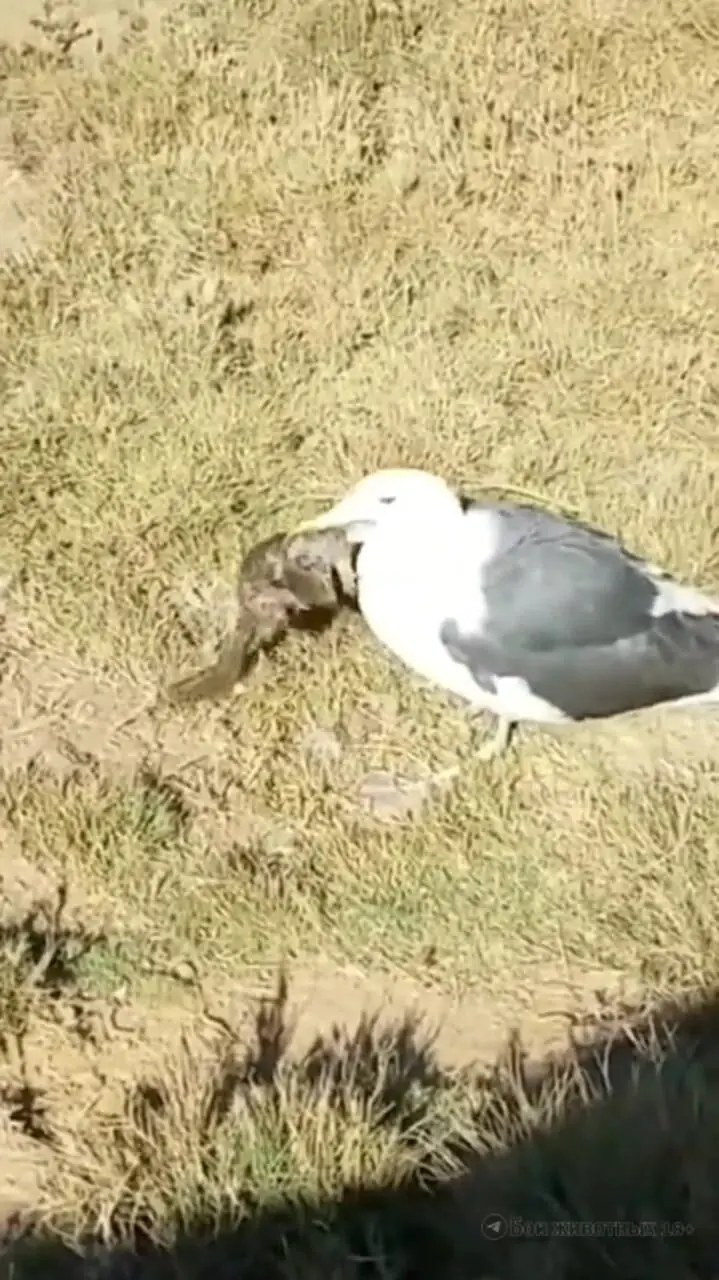 فیلم تلاش نافرجام سنجاب‌ برای نجات جفتش