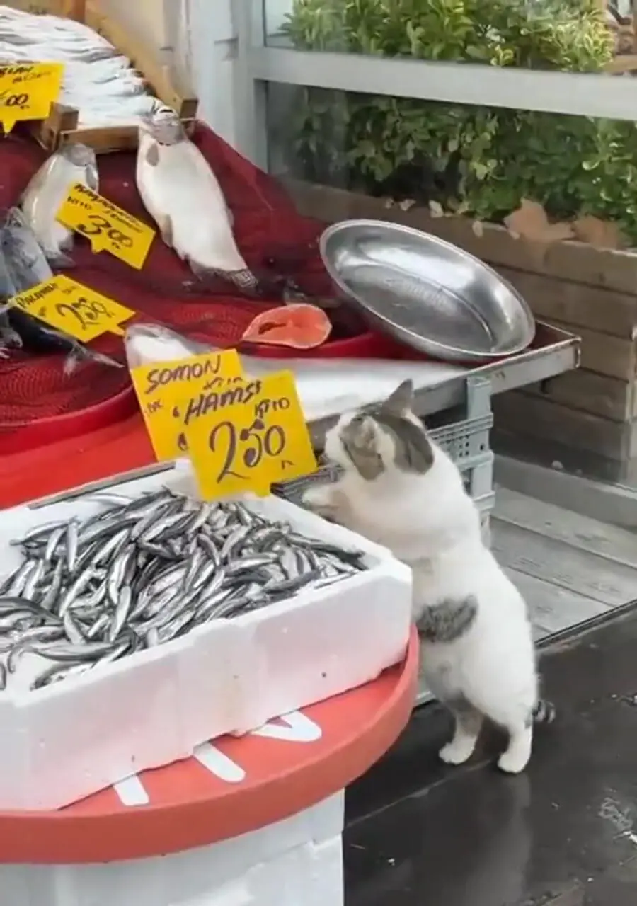 سرقت ماهی توسط گربه شکمو + فیلم