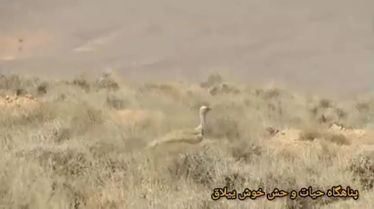 فیلم مشاهده هوبَره کمیاب در حیات وحش خوش ییلاق