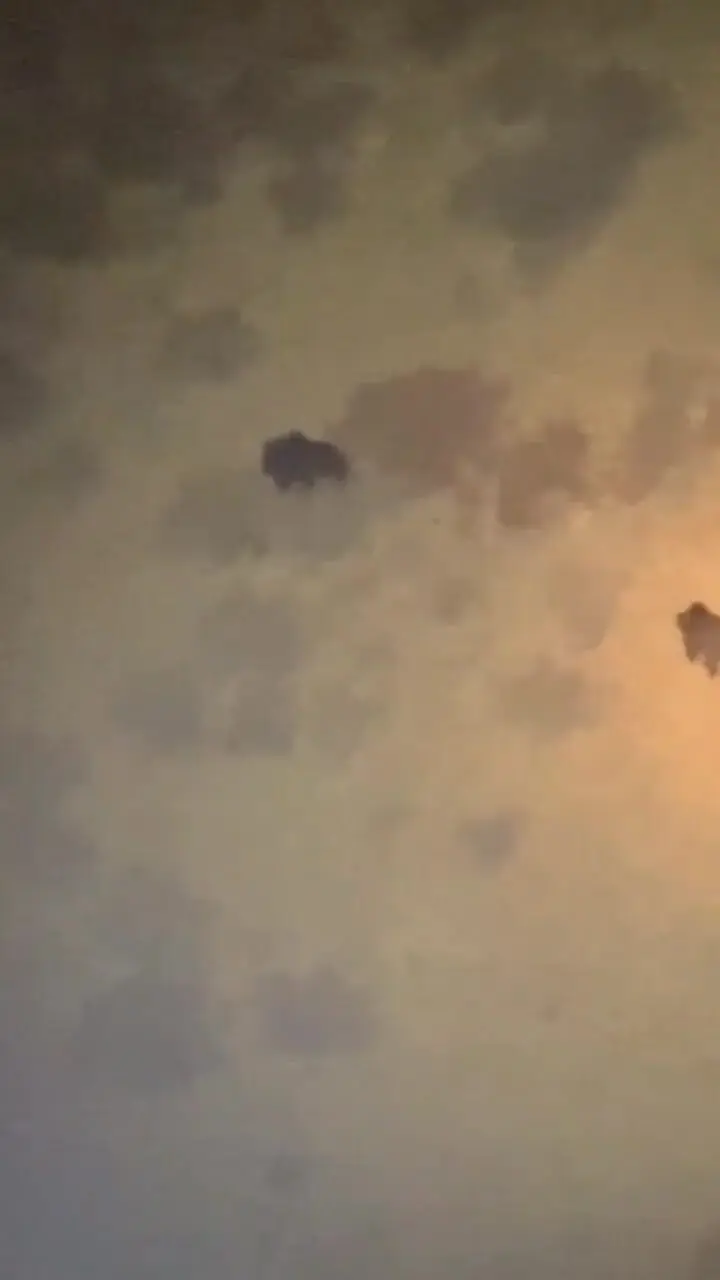 فیلم مشاهده چهار قلاده خرس قهوه‌ای در ارتفاعات فیروزکوه