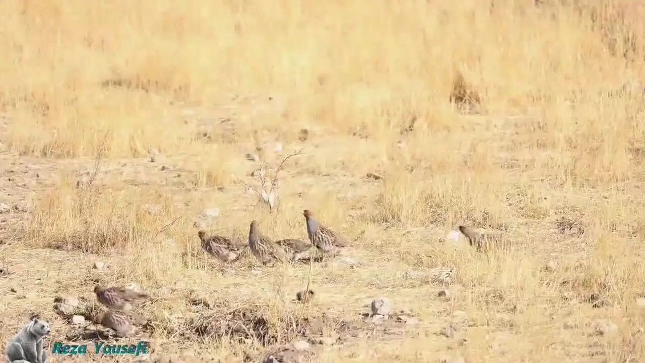 فیلم مشاهده حیات وحش باشگل / حضور کبک چیل و آهو