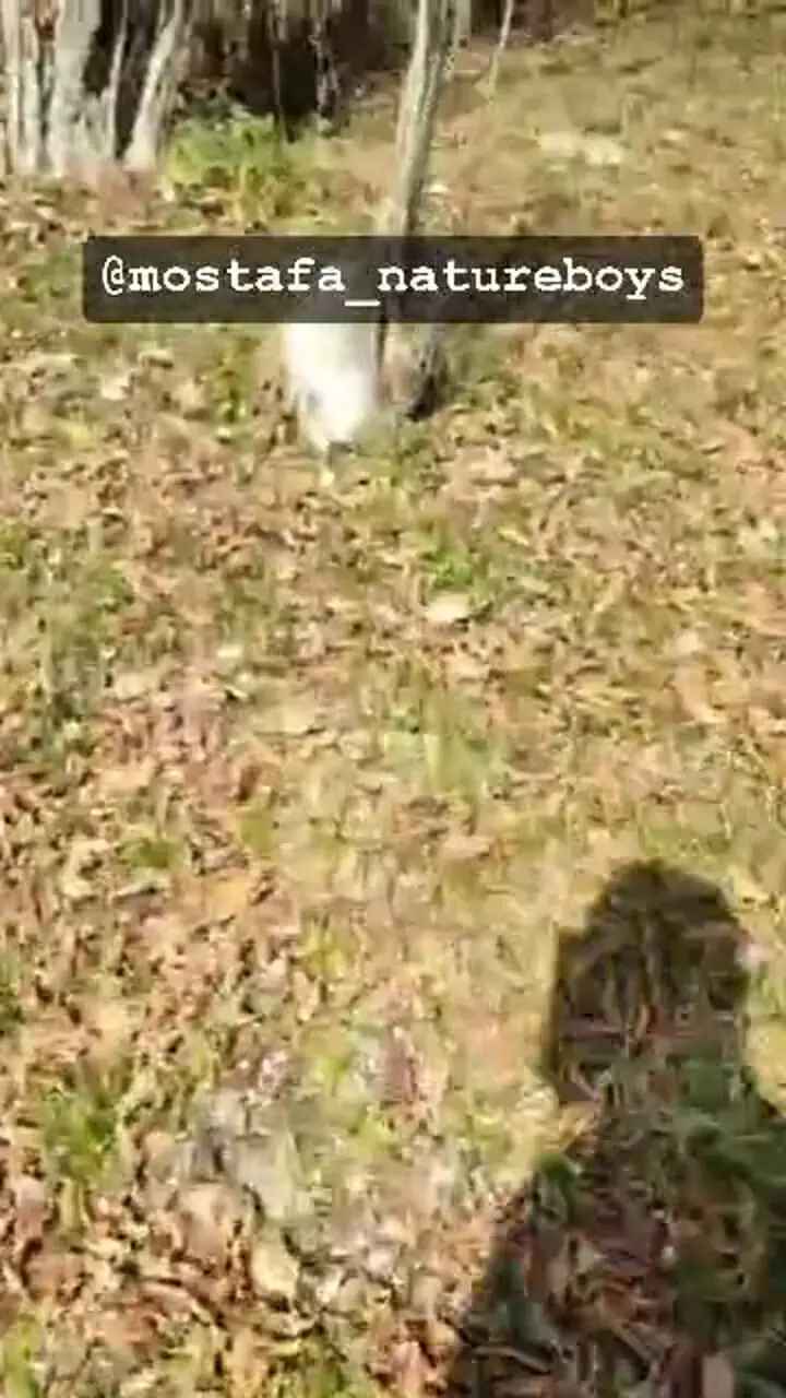 فیلم قطع درختان هیرکانی در ارتفاعات بندپی بابل