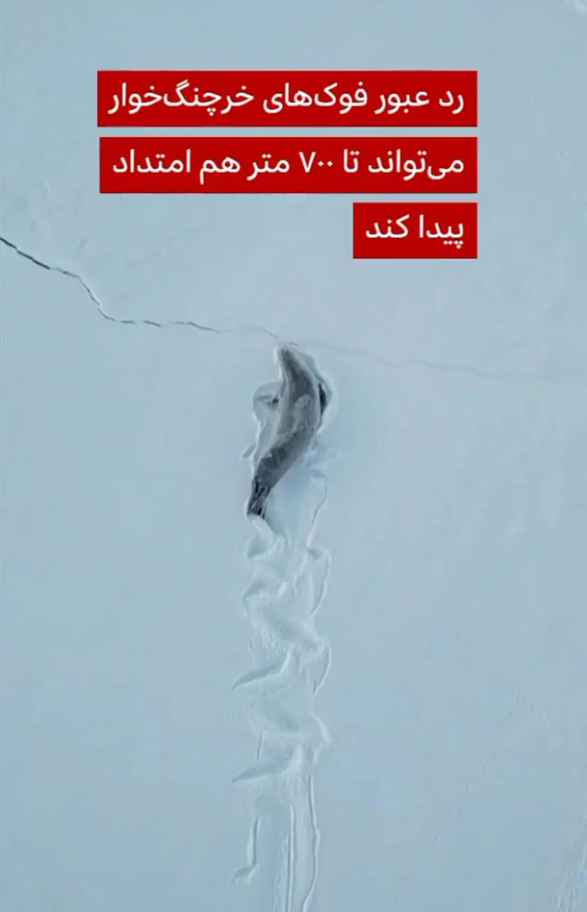 فیلم ثبت رد چشمگیر فوک خرچنگ‌خوار روی برف‌های جنوبگان