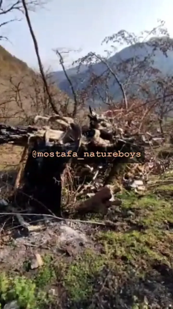 فیلم آتش زدن درخت انجیلی هیرکانی در ارتفاعات بندپی بابل