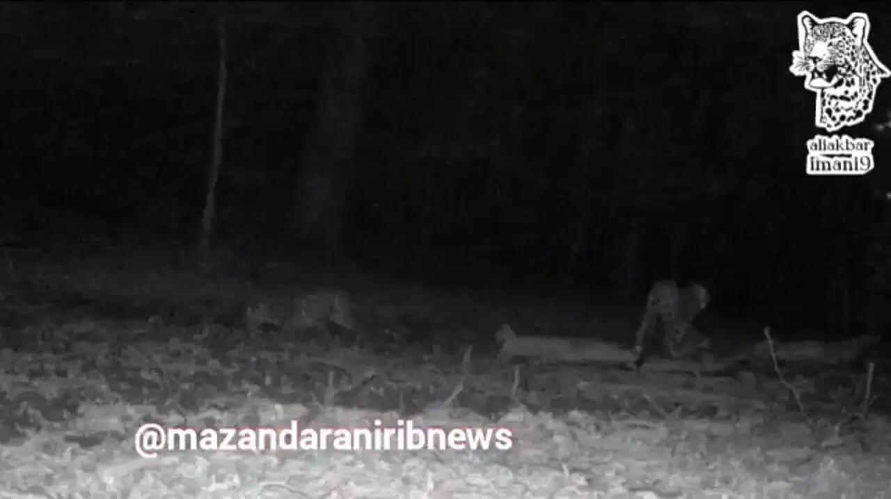 فیلم مشاهده ۴ پلنگ ایرانی در سوادکوه مازندران