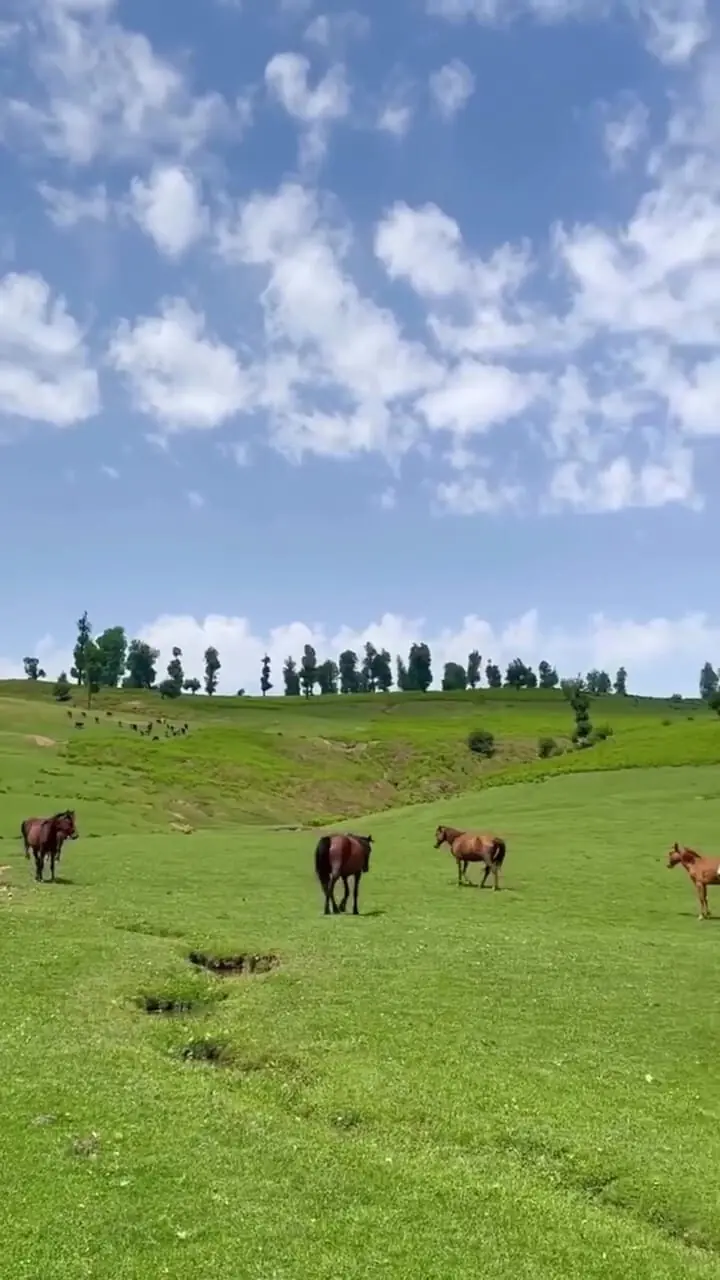 فیلم دشت مرکوه با حضور اسب های آزاد