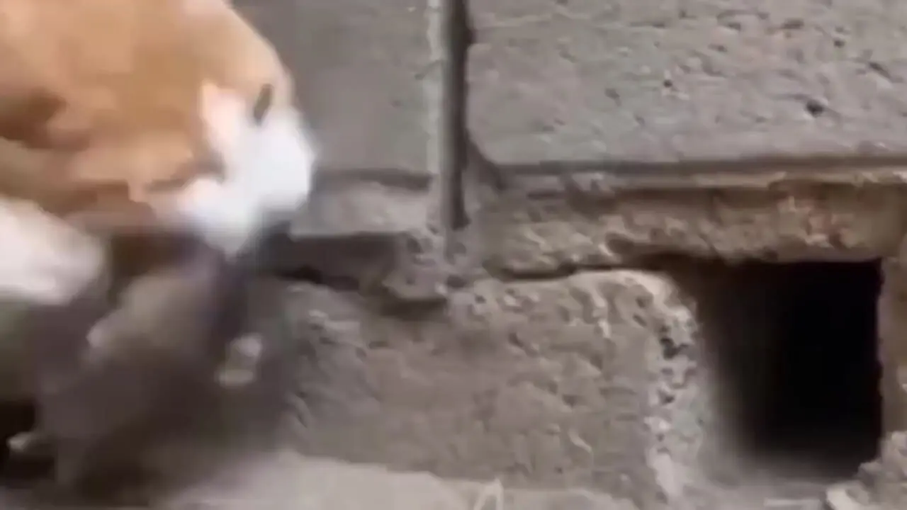فیلم شکار سریع موش توسط گربه از داخل سوراخ دیوار