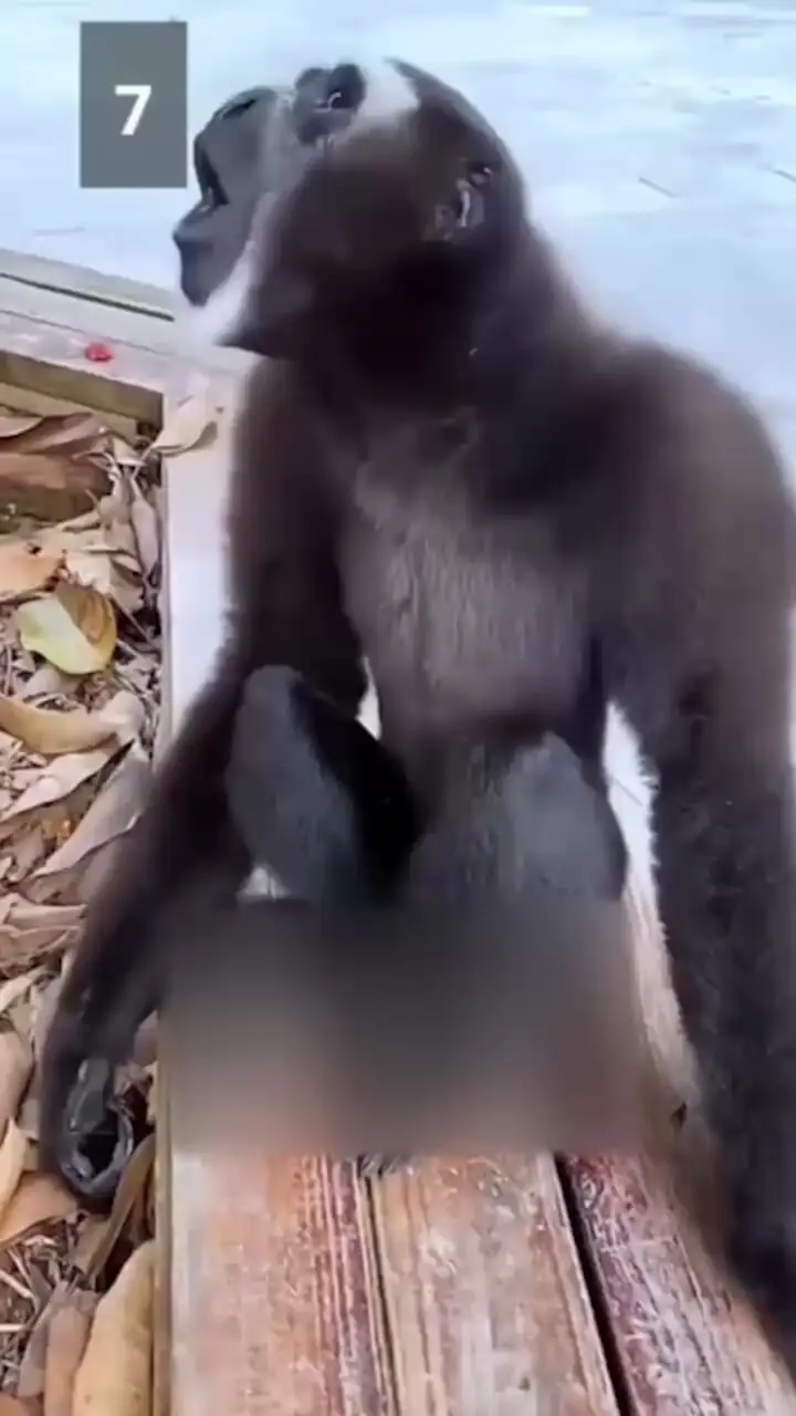 فیلم منبع صداهای ترسناک جنگل