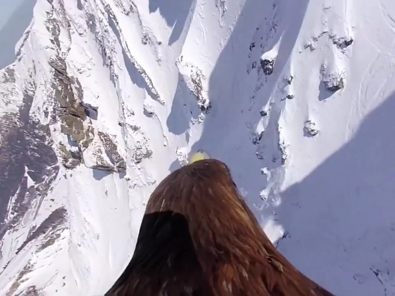 فیلم پرواز خیره‌کننده عقاب بر فراز کوه‌های پوشیده از برف / چشم‌اندازی که نفس را بند می‌آورد!