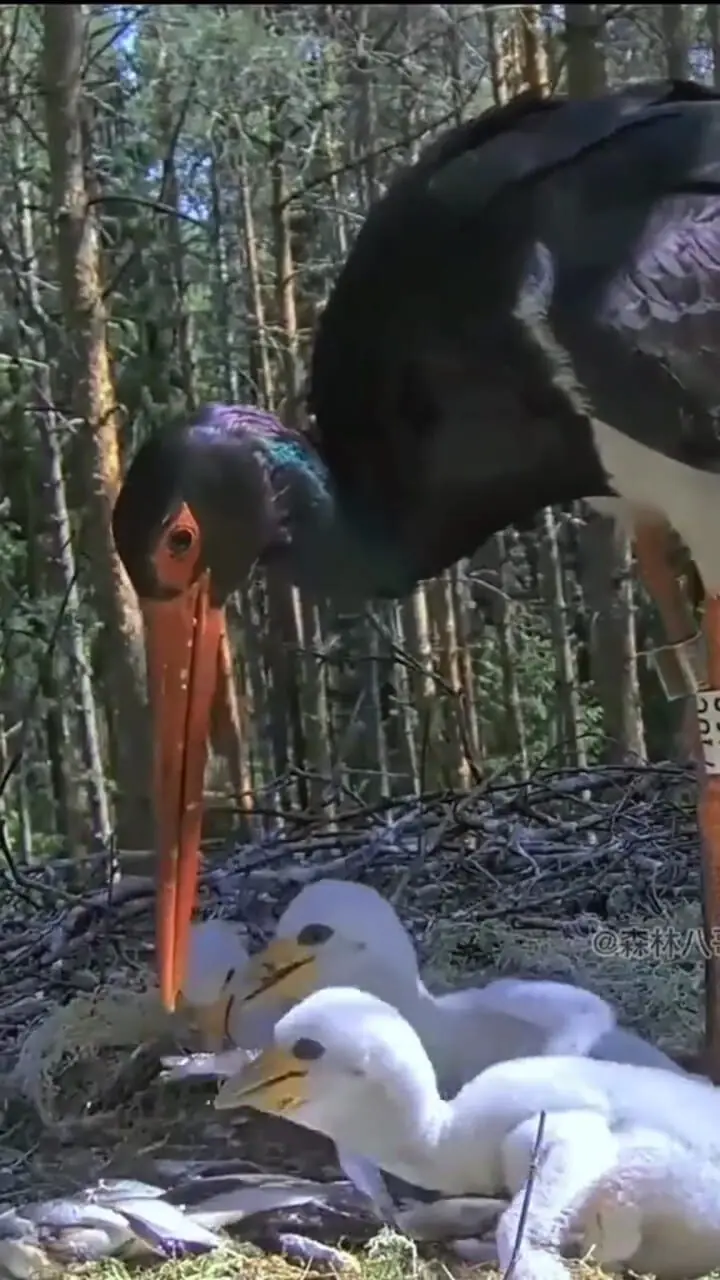 فیلم لحظه غذا دادن پرنده به جوجه با ماهی تازه