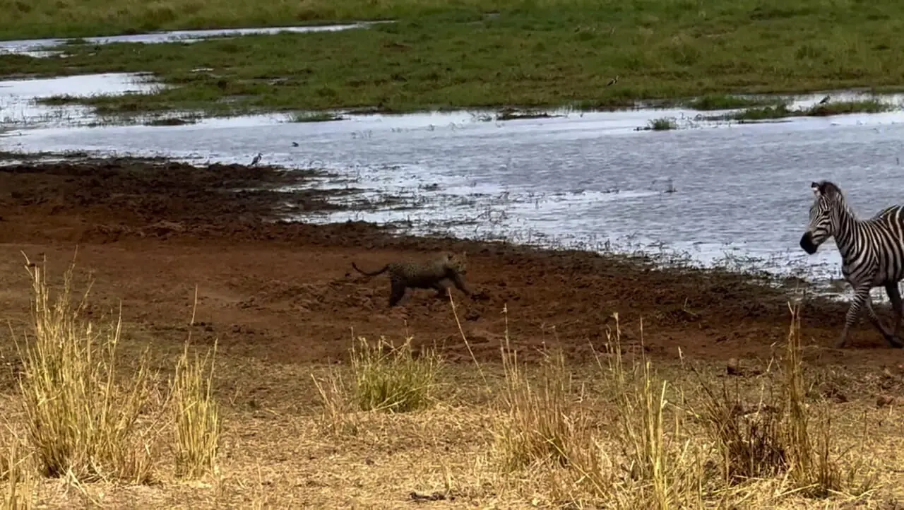 فیلم دفاع مادر گورخر مقابل پلنگ