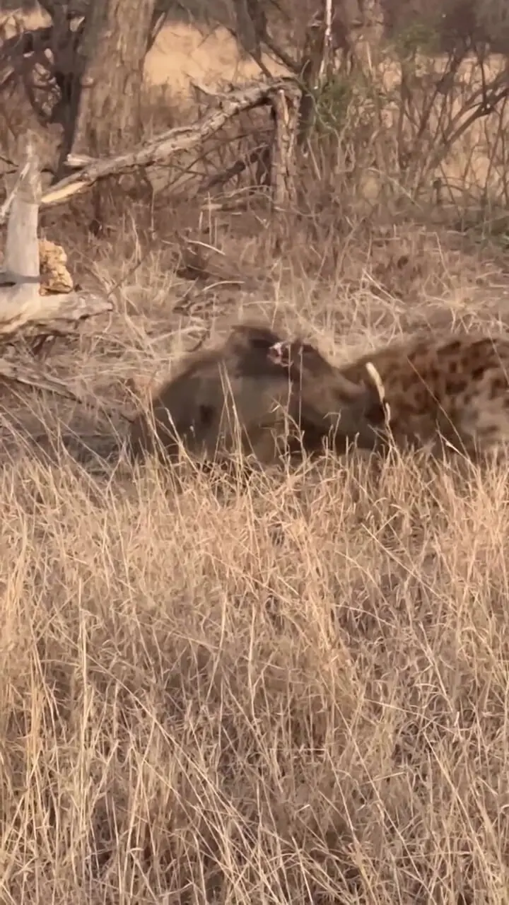 فیلم شکار گراز توسط کفتار