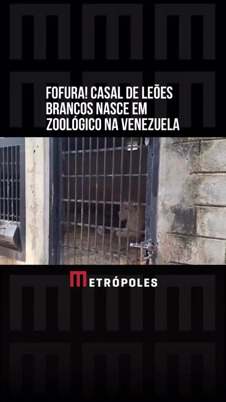 فیلم تولد دو توله شیر سفید کمیاب در ونزوئلا