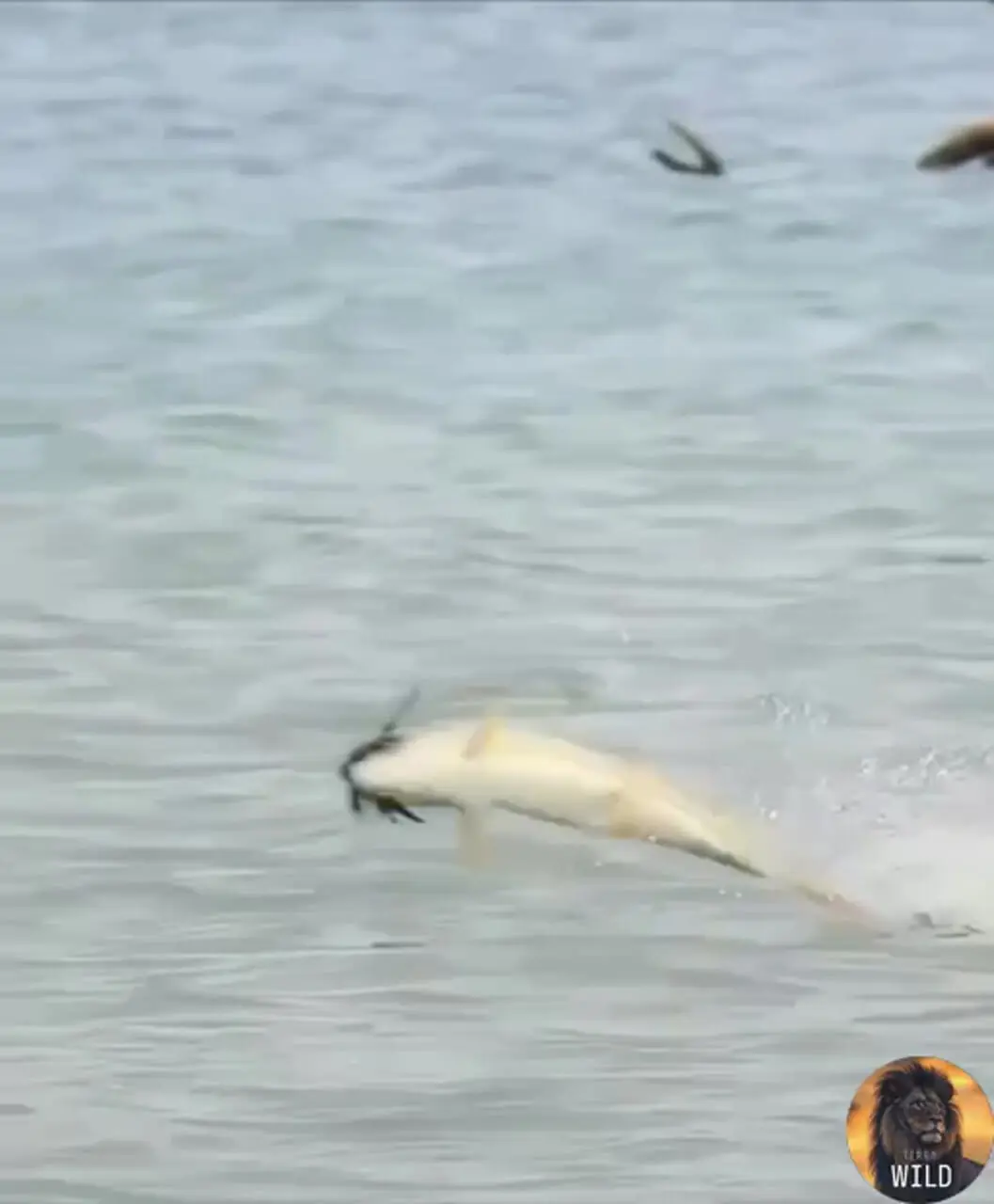 فیلم ماهی شکارچی پرنده نزدیک سطح آب را گرفت