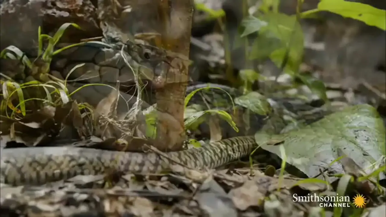 فیلم همنوع خواری مار