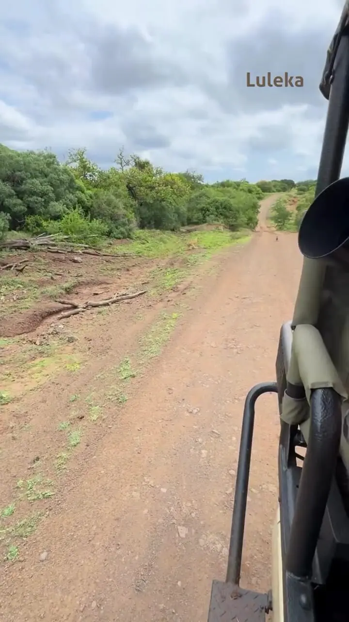 فیلم تلاش ناموفق توله شیر برای شکار بچه گراز